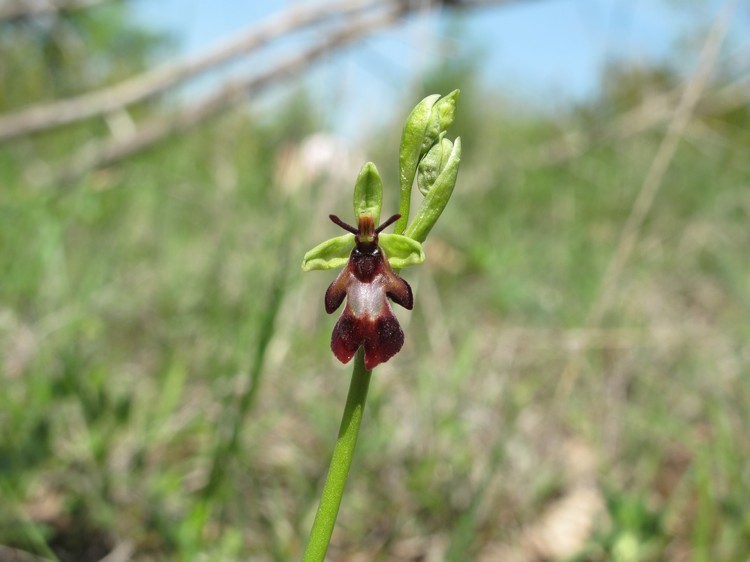 Ophrys insectifera